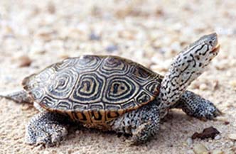 [photos, Diamondback Terrapin]