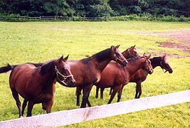 [photo, Horse farm, Davidsonville, Maryland]